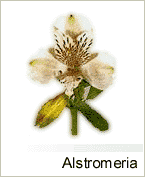Alstromeria