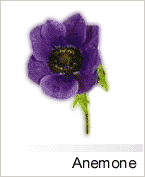 Anemone