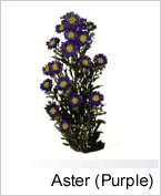 Aster Purple