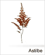 Astilbe