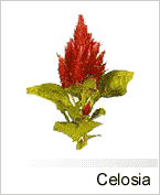 Celosia