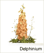Delphinium 2
