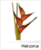 Heliconia