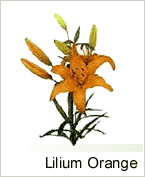 Lilium Orange