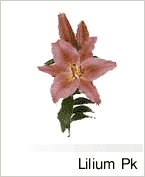 Lilium Pk