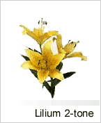 Lilium 2tone